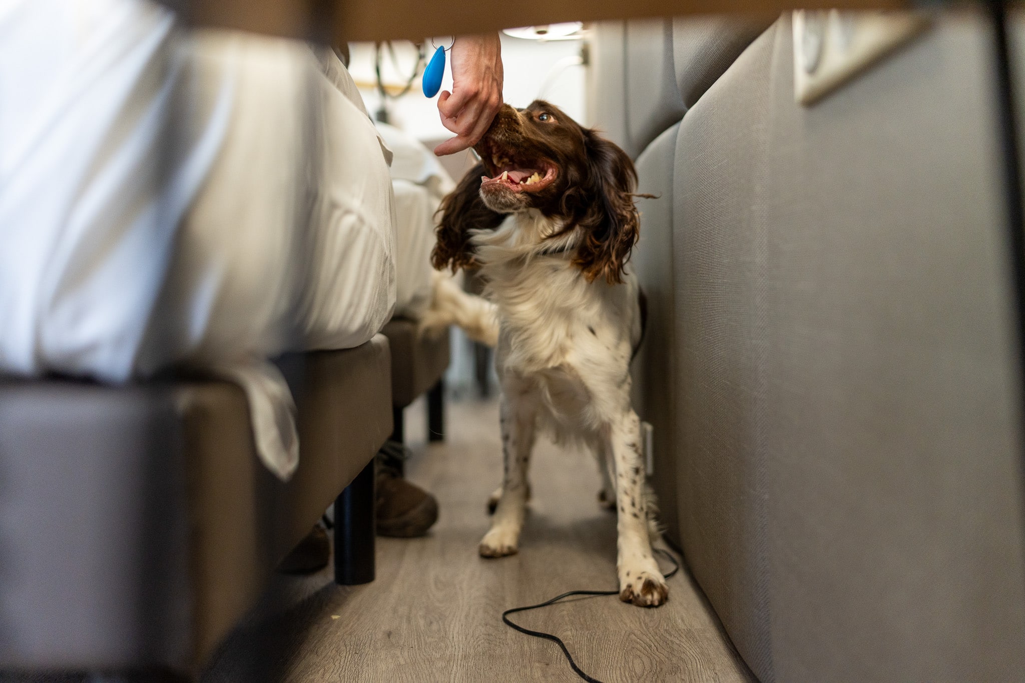 Détection canine de punaises de lit par PACA Punaises